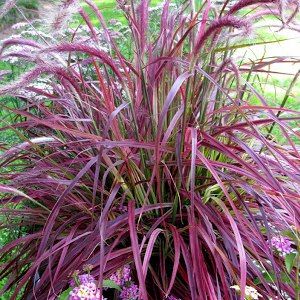 Graminée Pennisetum Fireworks ® - Leaderplant
