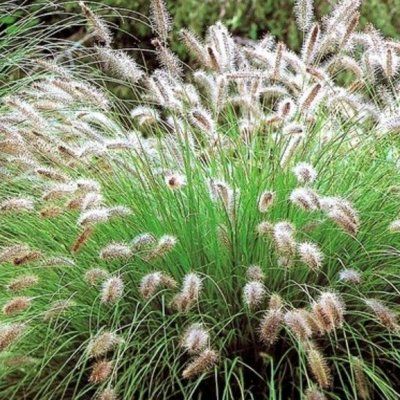 Graminée Pennisetum Herbe aux écouvillons Hameln  - Leaderplant