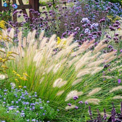 Graminée Pennisetum Herbe aux écouvillons Hameln  - Leaderplant