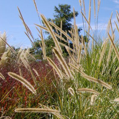 Graminée Herbe aux écouvillons macrourum - Leaderplant