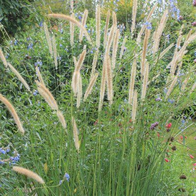 Graminée Herbe aux écouvillons macrourum - Leaderplant