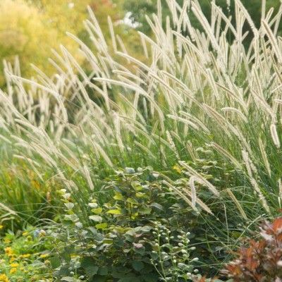Graminée Herbe aux écouvillons macrourum - Leaderplant
