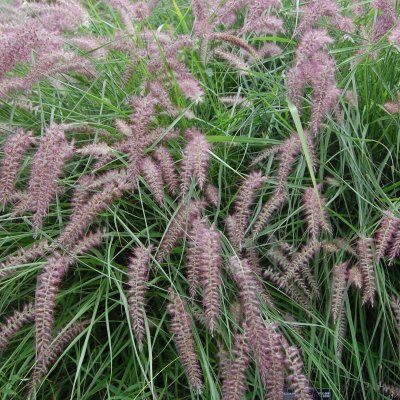 Graminée herbe aux écouvillons rose - Leaderplant
