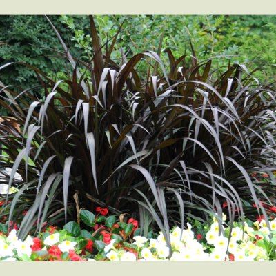 Graminée Pennisetum Princesse Caroline ® - Leaderplant