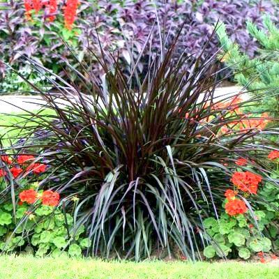 Graminée Pennisetum Princesse Caroline ® - Leaderplant