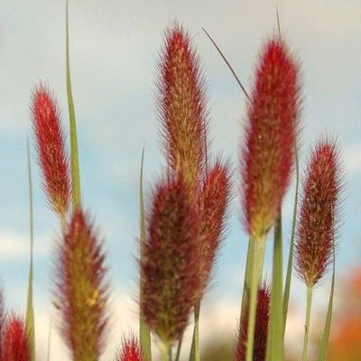 Graminée Herbe aux écouvillons à tête rouge - Leaderplant