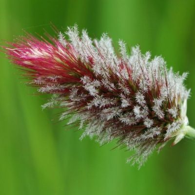 Graminée Herbe aux écouvillons à tête rouge - Leaderplant