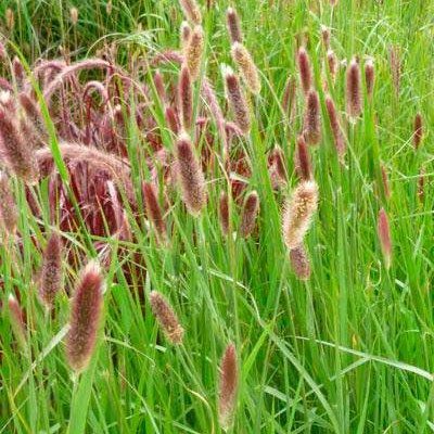 Graminée Herbe aux écouvillons à tête rouge - Leaderplant