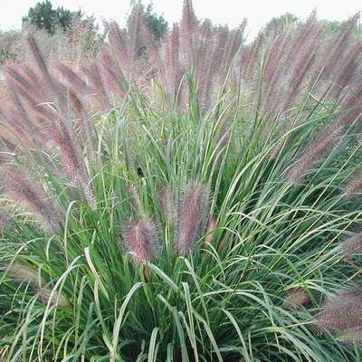 Graminée Herbe aux écouvillons Red Head - Leaderplant