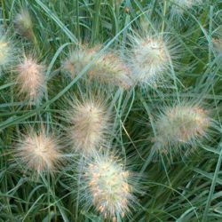 Graminée Herbe aux écouvillons 'Villosum' - Leaderplant