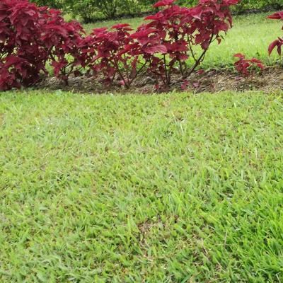 Kikuyu / Gazon Kikuyu - Leaderplant