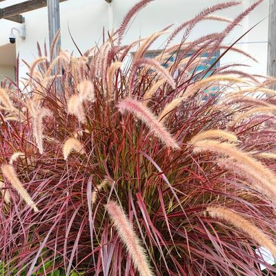Graminée Pennisetum Fireworks ® - Leaderplant