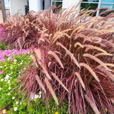 Graminée Pennisetum Fireworks ® - Leaderplant