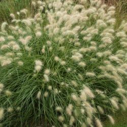 Graminée Herbe aux écouvillons 'Villosum' - Leaderplant