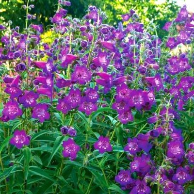 Penstemon Cha Cha Purple ® - Leaderplant