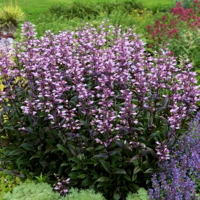 Penstemon Dark Towers - Galane  - Leaderplant