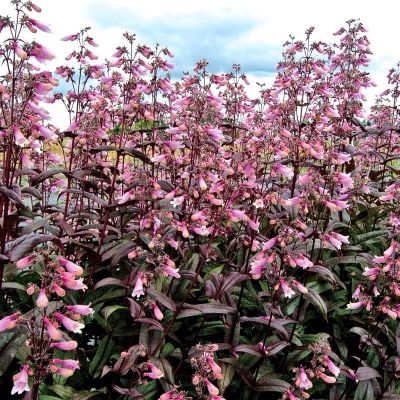 Penstemon Dark Towers - Galane  - Leaderplant