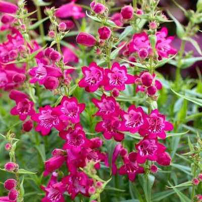 Penstemon Harlequin Magenta - Leaderplant