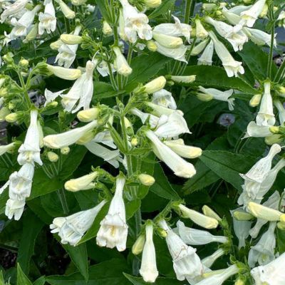 Penstemon Nova Pearl ® - Leaderplant