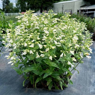 Penstemon Nova Pearl ® - Leaderplant