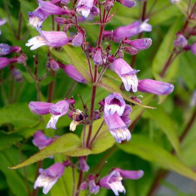 Penstemon Nova Twilight ® - Leaderplant