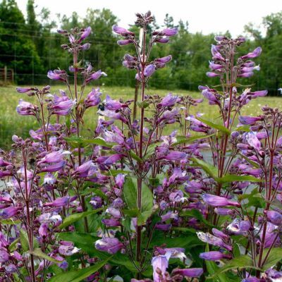 Penstemon Nova Twilight ® - Leaderplant
