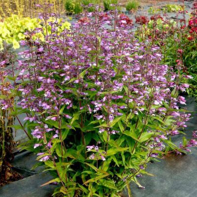 Penstemon Nova Twilight ® - Leaderplant