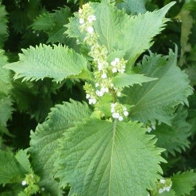 Périlla Vert de Nankin - Shiso - Leaderplant