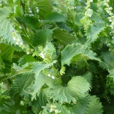 Périlla Vert de Nankin - Shiso - Leaderplant