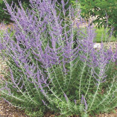 Perovskia - Leaderplant