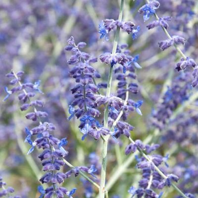 Perovskia - Leaderplant