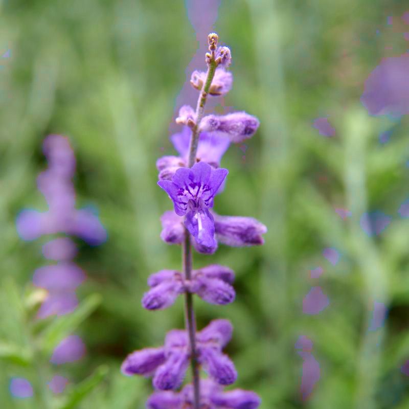 Perovskia Filigran - Lavande d'Afghanistan - Leaderplant