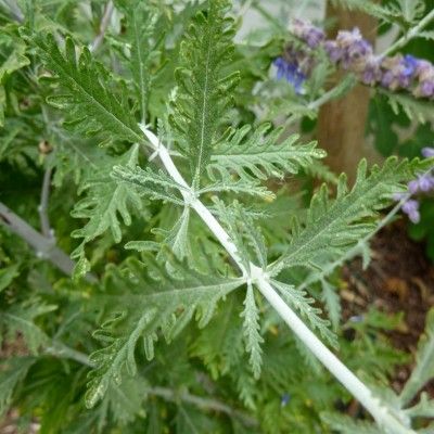 Perovskia Blue Spire, lavande d'Afghanistan - Leaderplant