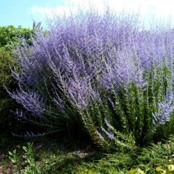 Perovskia Blue Spire, lavande d'Afghanistan - Leaderplant