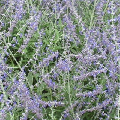 Perovskia 'Lacey Blue' ® - Lavande d'Afghanistan - Leaderplant