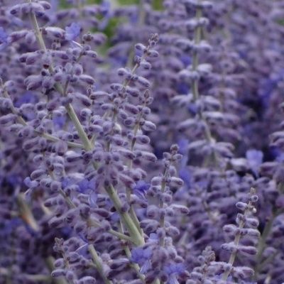 Perovskia 'Lacey Blue' ® - Lavande d'Afghanistan - Leaderplant