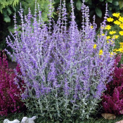 Perovskia Little Spire - Lavande d'Afghanistan - Leaderplant