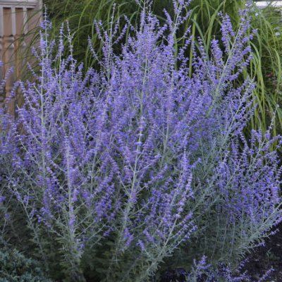 Perovskia Prime Time ® - Lavande d'Afghanistan - Leaderplant