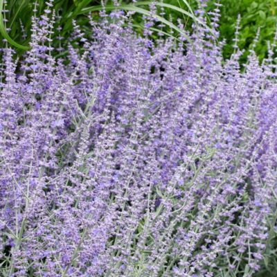 Perovskia Prime Time ® - Lavande d'Afghanistan - Leaderplant