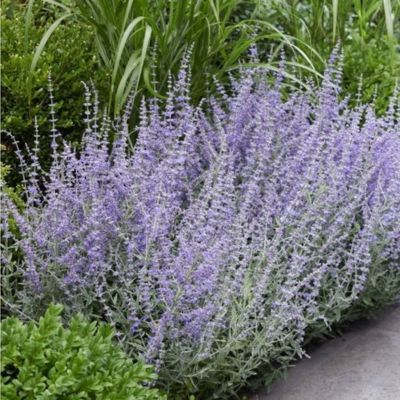 Perovskia Prime Time ® - Lavande d'Afghanistan - Leaderplant