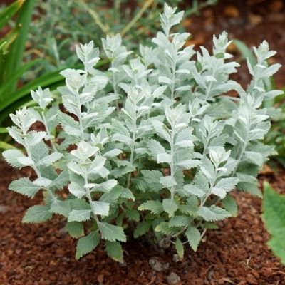 Perovskia Silveri Blue ® - Lavande d'Afghanistan - Leaderplant