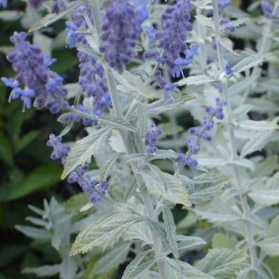 Perovskia Silveri Blue ® - Lavande d'Afghanistan - Leaderplant