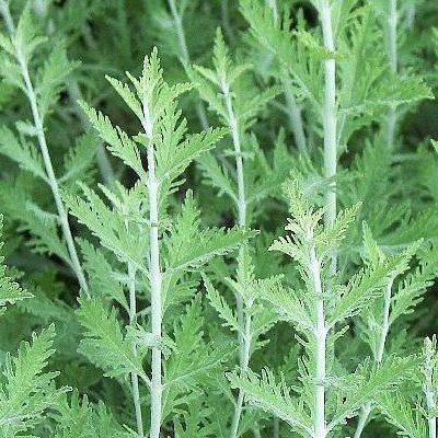 Perovskia - Leaderplant