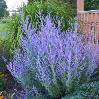 Perovskia Filigran - Lavande d'Afghanistan - Leaderplant