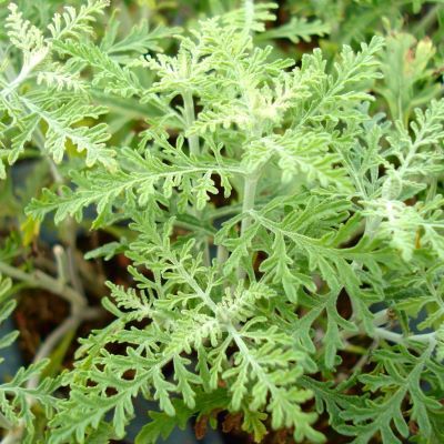 Perovskia Filigran - Lavande d'Afghanistan - Leaderplant