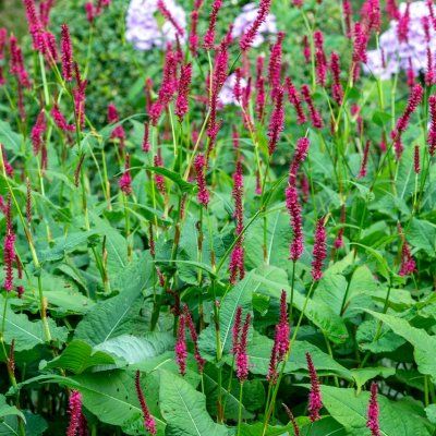 Persicaria Fat Domino - Leaderplant