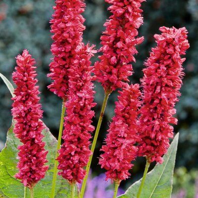 Persicaria Fat Domino - Leaderplant