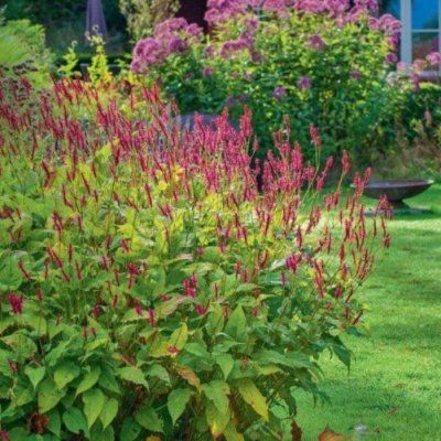 Persicaria Fat Domino - Leaderplant