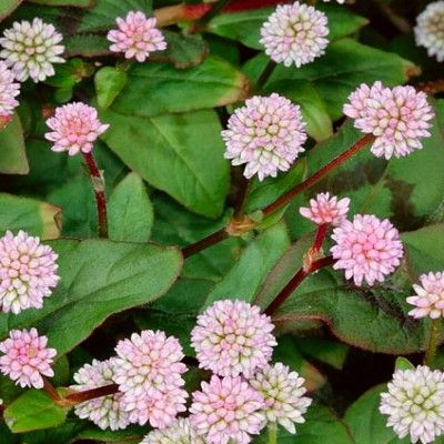 Persicaria Pink Tomé - Leaderplant