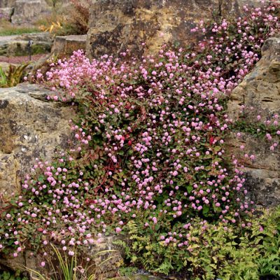 Persicaria Pink Tomé - Leaderplant
